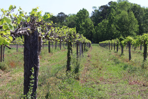 muscadine vineyard