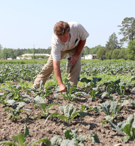 Owen picking kale