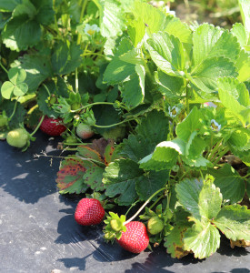 strawberries in field