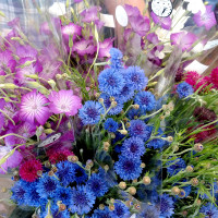 bouquets of bachelor buttons