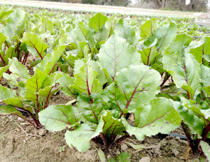 beet plants in ground