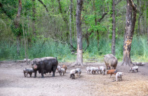 sows and piglets by the woods