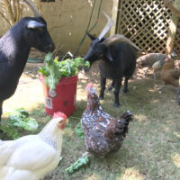 goats and chickens eating kale