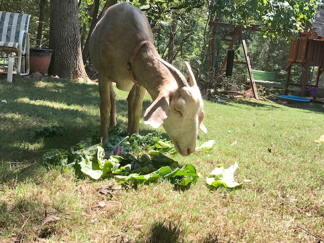 BlindSpotAnimalSanctuary-16
