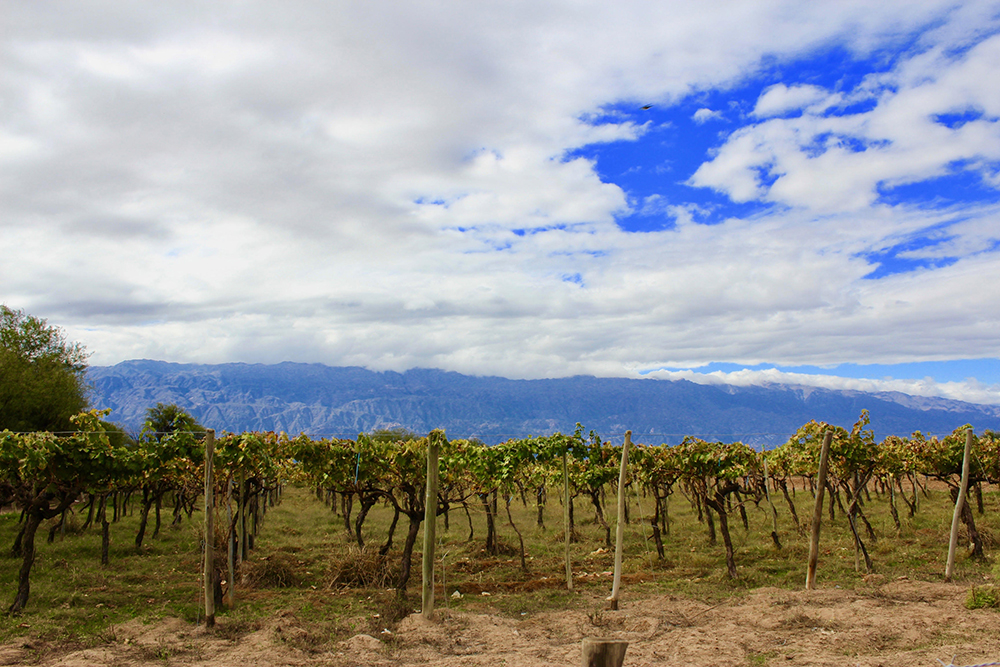 vineyard with mountains in back