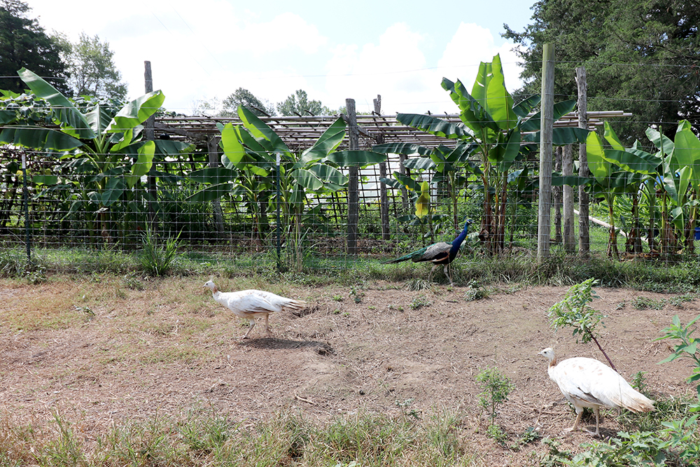 Peafowl and banana trees