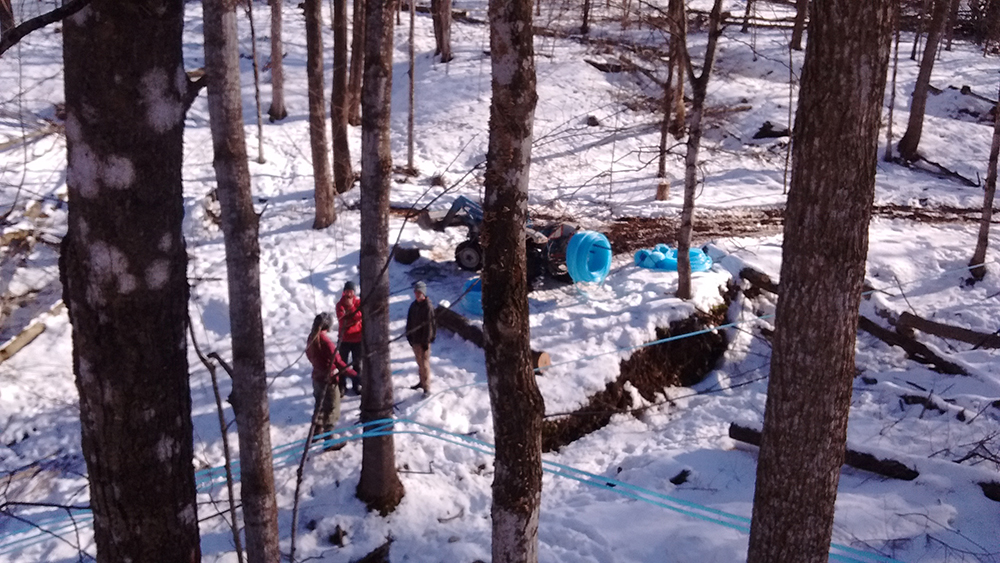people in the woods with tubing during the maple harvest