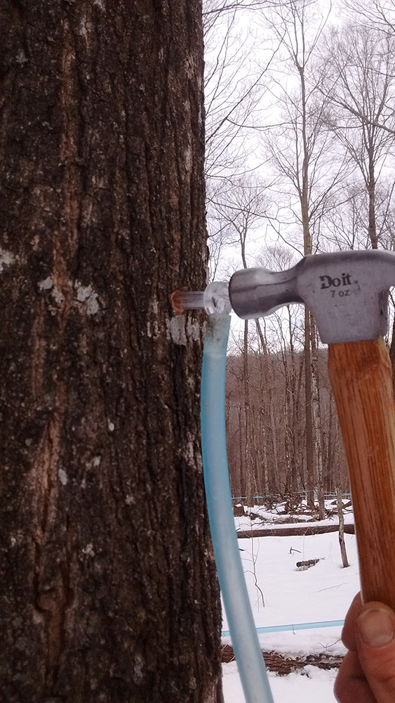 tapping a maple tree with a hammer
