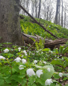 lily of the valley on the forest floor