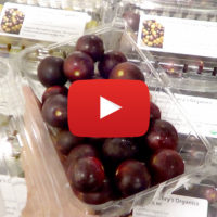 muscadines with video icon