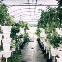 stacked hydroponic system in hoophouse