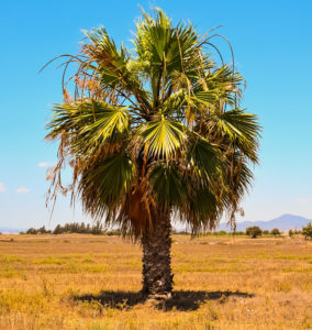 short, broad palm tree that looks like an oil palm tree