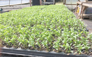 cilantro in greenhouse