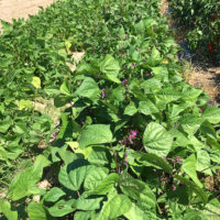 green bean plants