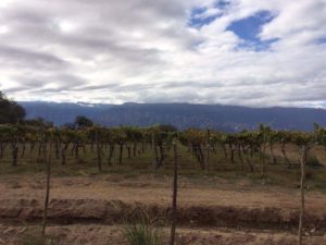 vineyard