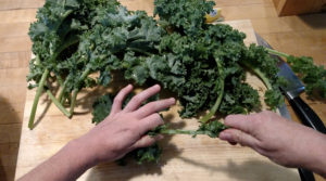 hands trimming kale