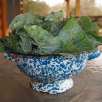 a blue colander filled with collard leaves