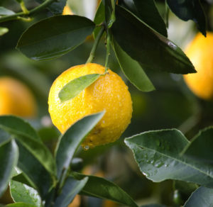 round lemon in leafy tree