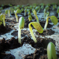 seedlings sprouting in a plastic container