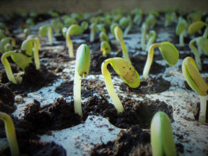 seedlings sprouting in a plastic container