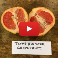 sliced grapefruit with video icon