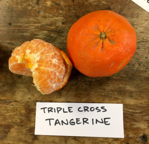 peeled citrus labeled triple cross tangerine