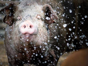 pig in a shower of water