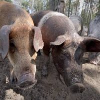 Hogs at Grassroots Farm
