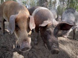 Hogs at Grassroots Farm
