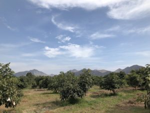 avocado trees on a plain with mountains behind