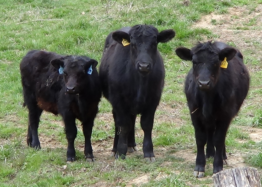 three black cows looking at the camera
