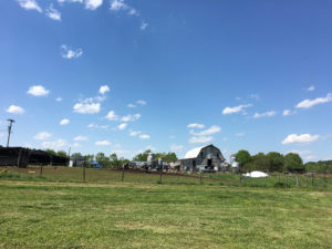 green field with a barn