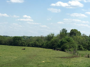 field with sleepign cows