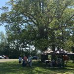 tents and people under trees