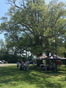 tents and people under trees