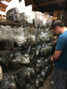 bags of sawdust in the grow room