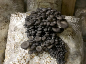 black mushroom clump sprouting on a bag