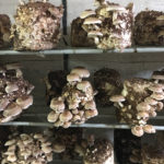 nine bags of sawdust with shiitake mushrooms sprouting from them