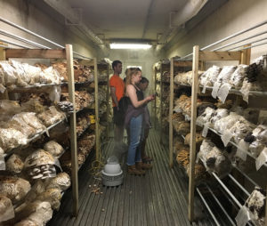 people looking at bags of growing mushrooms in a box truck
