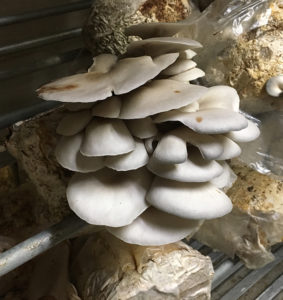 white mushrooms growing on a bag of sawdust
