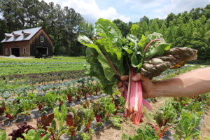 hand holding rainbow chard in front of fields of chard
