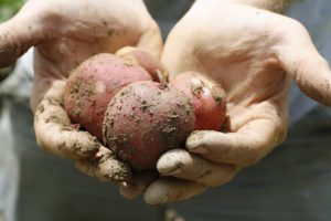 hands holding dirty potatoes