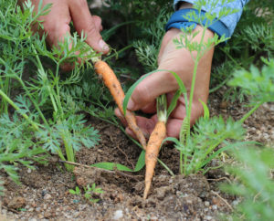 hands picking carrots