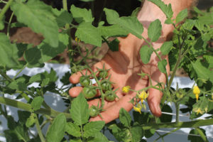 hands showing off green cherry tomatoes on plant