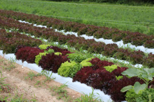 rows of heads of lettuce