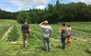 four people looking over rows of vegetables