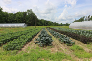 rows of kale and two hoophouses