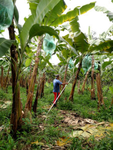 forest of banana trees with man holding pole