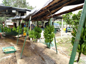 bunches of green bananas hanging under a roof