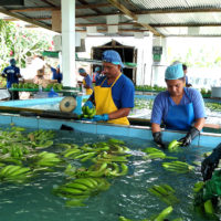 people washing bananas in a large pool of water
